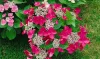 Kerti hortenzia - Hydrangea macrophylla "Rotkehlchen" Cs12