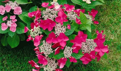 Kerti hortenzia - Hydrangea macrophylla "Rotkehlchen" Cs12
