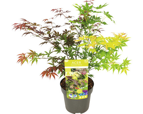 Japán juhar - Acer palmatum "Festival"