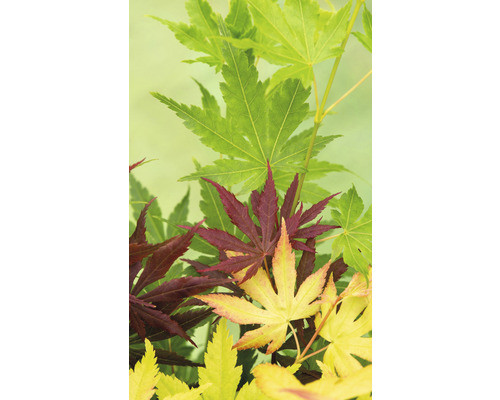 Japán juhar - Acer palmatum "Festival"