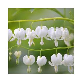 Szívvirág fehér - Dicentra spectabilis-