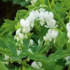 Szívvirág fehér - Dicentra spectabilis-