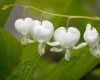Szívvirág fehér - Dicentra spectabilis-