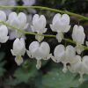 Szívvirág fehér - Dicentra spectabilis-