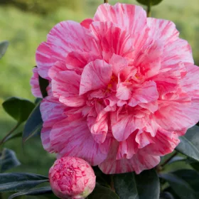 Camelia Japonica "Bicolor" - Japán Kamélia