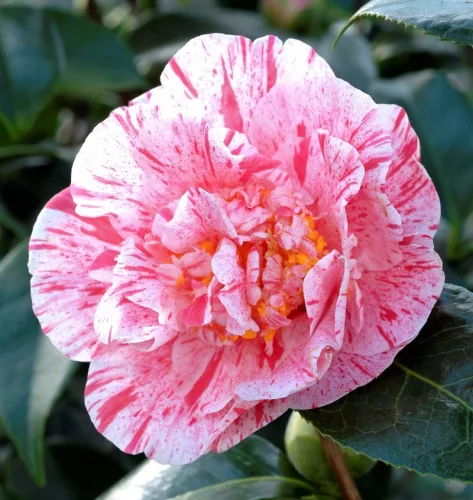 Camelia Japonica "Bicolor" - Japán Kamélia