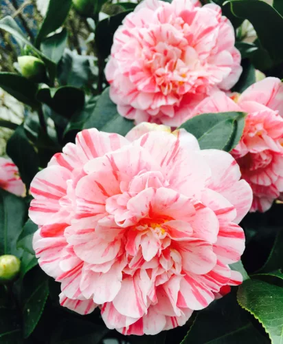 Camelia Japonica "Bicolor" - Japán Kamélia