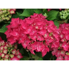   Kerti hortenzia - Hydrangea macrophylla 'Saxon Bright Red" - Cs12