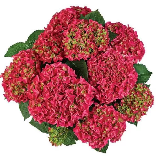 Kerti hortenzia - Hydrangea macrophylla 'Saxon Bright Red" - Cs12