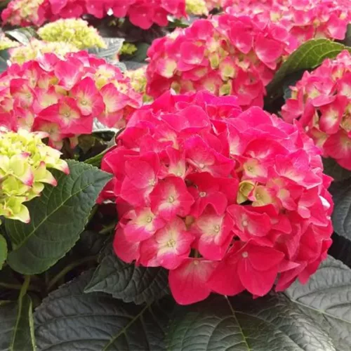 Kerti hortenzia - Hydrangea macrophylla 'Saxon Bright Red" - Cs12