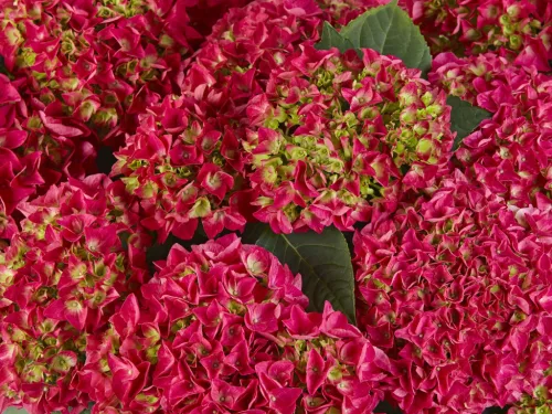 Kerti hortenzia - Hydrangea macrophylla 'Saxon Bright Red" - Cs12