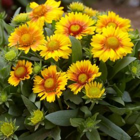   Sárga virágú kokárdavirág - Gaillardia aristata 'Arizona Apricot'