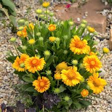 Sárga virágú kokárdavirág - Gaillardia aristata 'Arizona Apricot'