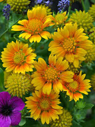 Sárga virágú kokárdavirág - Gaillardia aristata 'Arizona Apricot'