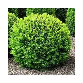 Buxus Sempervirens - Örökzöld puszpáng - Gömgre nyírt - Cs17