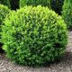 Buxus Sempervirens - Örökzöld puszpáng - Gömgre nyírt - Cs17