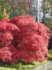 Acer palmatum 'Garnet' - Japán juhar cserje
