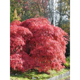Acer palmatum 'Garnet' - Japán juhar cserje