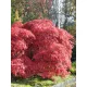 Acer palmatum 'Garnet' - Japán juhar cserje