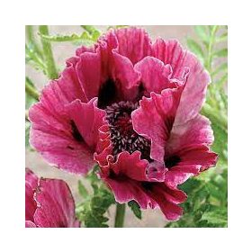 Keleti Pipacs - Papaver orientale "Raspberry Queen"
