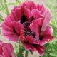 Keleti Pipacs - Papaver orientale "Raspberry Queen"