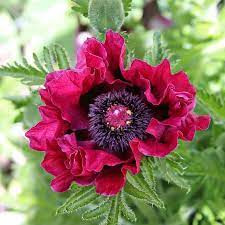 Keleti Pipacs - Papaver orientale "Raspberry Queen"