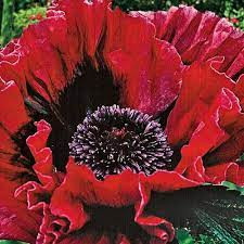 Keleti Pipacs - Papaver orientale "Raspberry Queen"