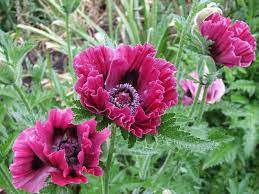 Keleti Pipacs - Papaver orientale "Raspberry Queen"