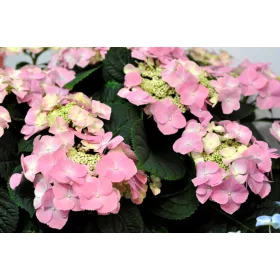   Kerti hortenzia - Hydrangea macrophylla "Frisbee Rosa" Cs12