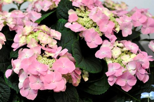 Kerti hortenzia - Hydrangea macrophylla "Frisbee Rosa" Cs12