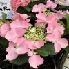 Kerti hortenzia - Hydrangea macrophylla "Frisbee Rosa" Cs12