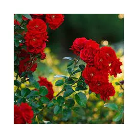 Futórózsa - Rosa " Royal Queen"