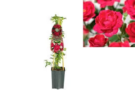 Futórózsa - Rosa " Royal Queen"