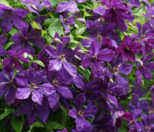 Klematisz / Iszalag - Clematis "Polish spirit"