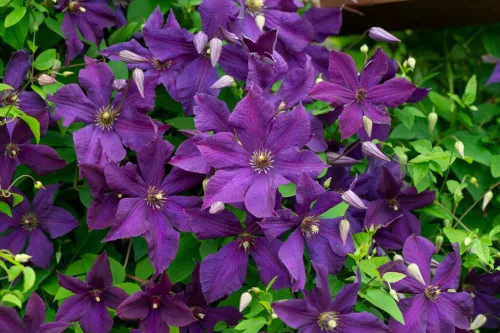 Klematisz / Iszalag - Clematis "Polish spirit"
