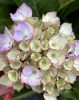 Kerti hortenzia - Hydrangea macrophylla (S)witch "Kassiopeia Pink"