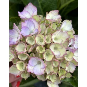   Kerti hortenzia - Hydrangea macrophylla (S)witch "Kassiopeia Pink"