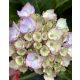 Kerti hortenzia - Hydrangea macrophylla (S)witch "Kassiopeia Pink"