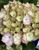 Kerti hortenzia - Hydrangea macrophylla (S)witch "Kassiopeia Pink"