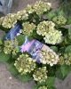 Kerti hortenzia - Hydrangea macrophylla (S)witch "Kassiopeia Pink"