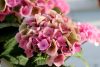 Kerti hortenzia - Hydrangea macrophylla (S)witch "Kassiopeia Pink"