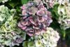 Kerti hortenzia - Hydrangea macrophylla (S)witch "Kassiopeia Pink"