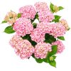 Kerti hortenzia - Hydrangea macrophylla (S)witch "Kassiopeia Pink"