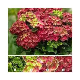   Kerti hortenzia - Hydrangea macrophylla 'Magical Ruby Tuesday" K2
