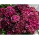 Kerti hortenzia - Hydrangea macrophylla 'Magical Ruby Tuesday" K4