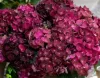 Kerti hortenzia - Hydrangea macrophylla 'Magical Ruby Tuesday" K2