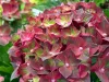 Kerti hortenzia - Hydrangea macrophylla 'Magical Ruby Tuesday" K2