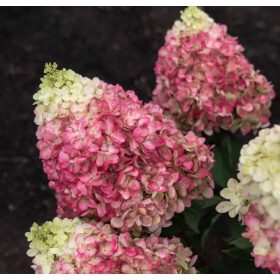   Bugás hortenzia - Hydrangea Paniculata  "Living Colorful Cocktail"  K4