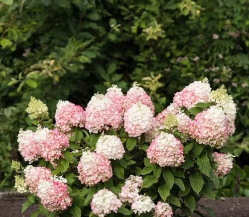 Bugás hortenzia - Hydrangea Paniculata  "Living Colorful Cocktail"  K4