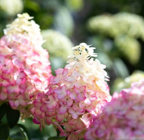 Bugás hortenzia - Hydrangea Paniculata  "Living Colorful Cocktail"  K4
